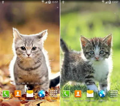 Кот Живые Обои на андроид скачать бесплатно apk картинки