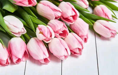 Обои тюльпаны, розовые, pink, flowers, tulips картинки на рабочий стол,  раздел цветы - скачать картинки