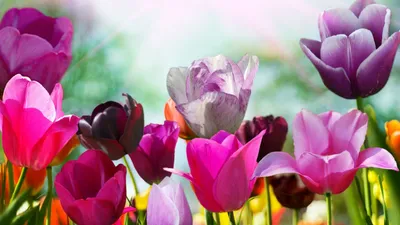 Обои Тюльпаны, 5k, 4k, цветы, розовый, фиолетовый, Tulips, 5k, 4k  wallpaper, flowers, pink, purple, Природа #5693 - Страница 3 картинки