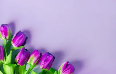 Обои фиолетовый, цветы, фон, тюльпаны, flowers, tulips, purple картинки на  рабочий стол, раздел цветы - скачать картинки