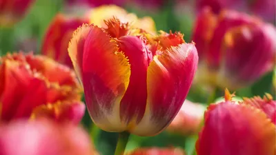 Обои Тюльпаны, цветы, 4k, 5k, андроид обои, красные, зеленые, Tulips,  flowers, 4k, 5k, android wallpaper, red, green, Природа #12006 картинки