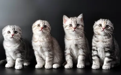 Скачать обои котята, шотланские, веслоухие, kittens, shotlanskogo  разрешение 1280x800 #99908 картинки