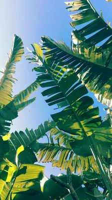 Leaves | Nature wallpaper, Leaf wallpaper, Palm leaf wallpaper картинки