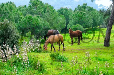 Heybeliada, horses, кони, лошадки, Kizil Adalar, Принцевы острова, остров,  Princes' Islands, island, Стамбул, Турция, город, архитектура, фотообои,  обои, обои на стену, постер, фотография, фотофайл, путешествие, отдых,  туризм, отпуск, жизнь, Istanbul, Tur картинки