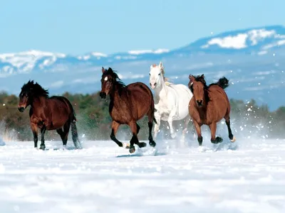 Бегущие лошадки на снегу. Обои с животными, картинки, фото 1152x864 картинки