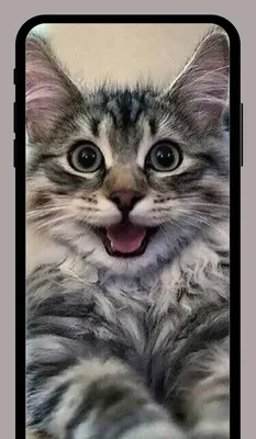 Милые котики обои HD+ – скачать приложение для Android – Каталог RuStore картинки