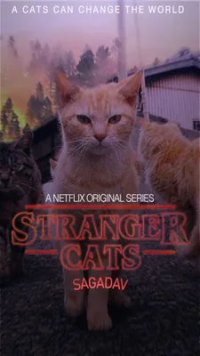 Stranger Cats. Финальная версия. + обои. | Пикабу картинки