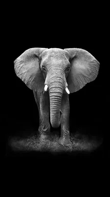 Pin by Nicole J Dabbous on copyright free images | Elephant wallpaper,  Elephant photography, Elephant iphone wallpaper картинки