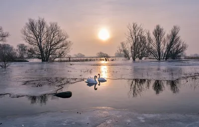 Обои лед, зима, небо, солнце, свет, деревья, любовь, пейзаж, птицы,  природа, озеро, пруд, отражение, река, ветви, берег картинки на рабочий  стол, раздел животные - скачать картинки