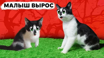 КАК РОС КОТ МАЛЫШ ! МАЛЕНЬКИЙ КОТЕНОК МАЛЫШ и МУРКА! СМЕШНЫЕ КОТЫ! ПРИКОЛЫ  С КОТАМИ И БАФФИ МИЛАФФИ - YouTube картинки