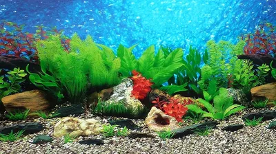 Фон для аквариума распечатать (69 лучших фото) картинки