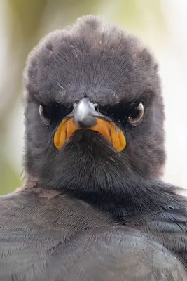 ФОТОФАКТ: Самые смешные фото диких животных выбрали на премии Comedy  Wildlife Photo Awards 2021 картинки