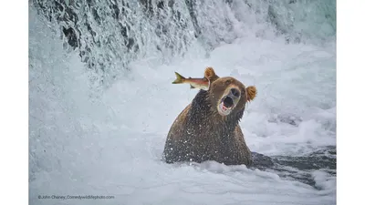 Опубликованы фото победителей конкурса Comedy Wildlife Photography Awards  2022 | РБК Life картинки