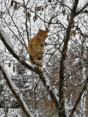 Скоро весна. Коты прилетели... | Пикабу картинки