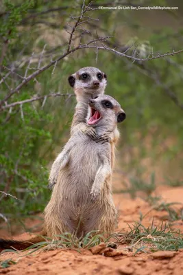 Самые смешные фотографии животных Comedy Wildlife Photography Awards 2022 |  Пикабу картинки