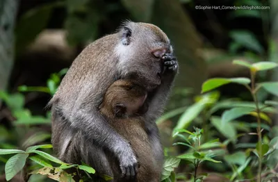 Самые смешные фотографии животных Comedy Wildlife Photography Awards 2022 |  Пикабу картинки