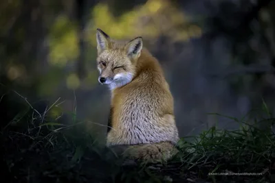 Смешные животных картинки