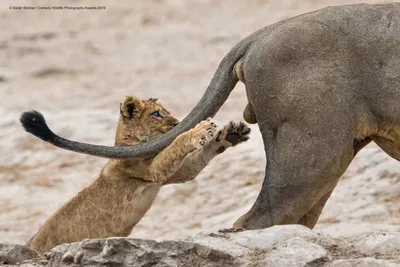 40 самых смешных финалистов премии Comedy Wildlife Photography Awards 2019 картинки