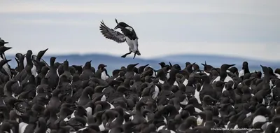 Самые смешные фотографии животных Comedy Wildlife Photography Awards 2022 |  Пикабу картинки