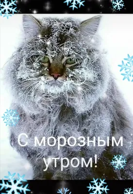 🌬️☃️🐾😾🐾☃️❄️ Зимнее морозное Утро! | Good morning, Cats, Animals картинки