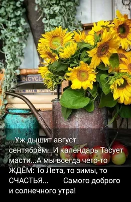 Август! 🍃🌻 🍏🌸🍎 🌻🍃 | Цитаты про лето, Доброе утро, Знаменитые  высказывания картинки