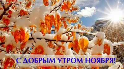 📎23▫🌞С добрым утром ноября | Ромашки, Буженина, Доброе утро картинки