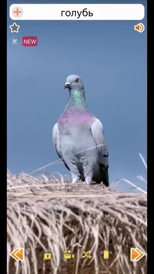 СергейКа Games 😀 (@sergeykagames) в Yappy | «Звуки голубя #Животные  #голубь #Птица #Birds #pigeon» картинки