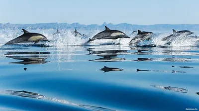 обои Косяк великолепных дельфинов фото | Dolphins, Dolphin images, Animal  wallpaper картинки