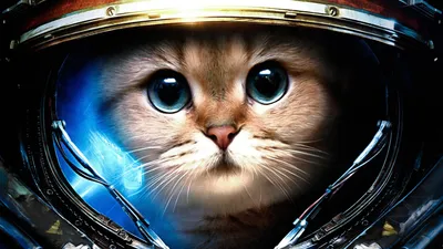 Обои cats (drawn), space suit, кошек ( рисуются), StarCraft II, Скафандр на  рабочий стол картинки