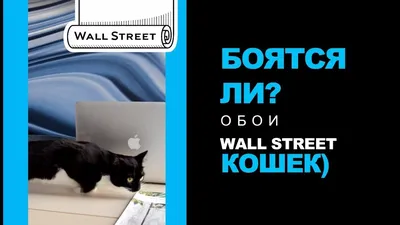 Боятся ли обои Wall Street кошек? - YouTube картинки