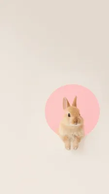 Заставки на телефон - картинки с милыми кроликами | Rabbit wallpaper, Bunny  wallpaper, Easter wallpaper картинки