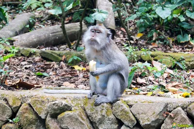 Лес обезьян на Бали (Monkey forest) — мистическое место и милые обезьянки картинки