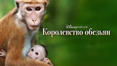 Королевство обезьян (фильм, 2015) — смотреть онлайн трейлер, описание и  список актеров картинки