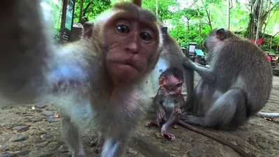 Лес обезьян. Убуд, о Бали, Индонезия. Sacred Monkey Forest Sanctuary -  YouTube картинки