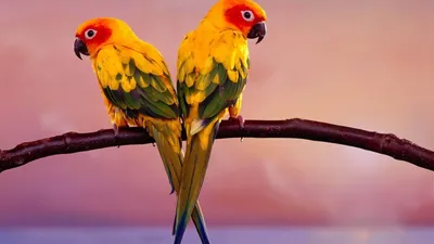 Картинка animals, parakeets, животных, попугаев 2560x1440 скачать обои на  рабочий стол бесплатно, фото 67228 картинки