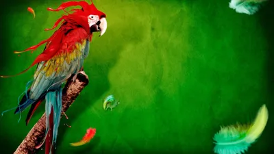 Картинка перья, птиц, попугаев, зеленый фон, feathers, green background,  birds, животных, parrots, animals 1920x1080 скачать обои на рабочий стол  бесплатно, фото 64208 картинки