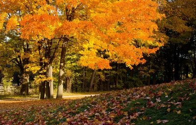 Обои деревья, листва, autumn colors, осень впереди, покров картинки на  рабочий стол, раздел природа - скачать картинки