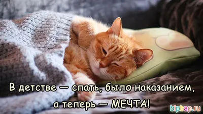 Прикольные картинки на ночь глядя (35 фото) 🔥 Прикольные картинки и юмор картинки
