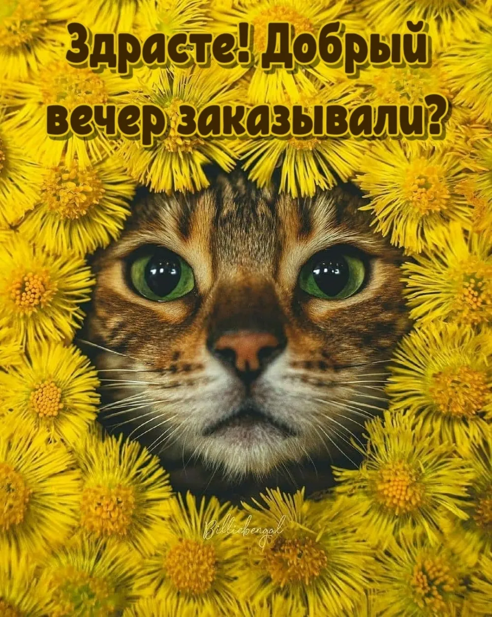 Приятного вечера прикольные картинка #425789 - Прикольные картинки ...