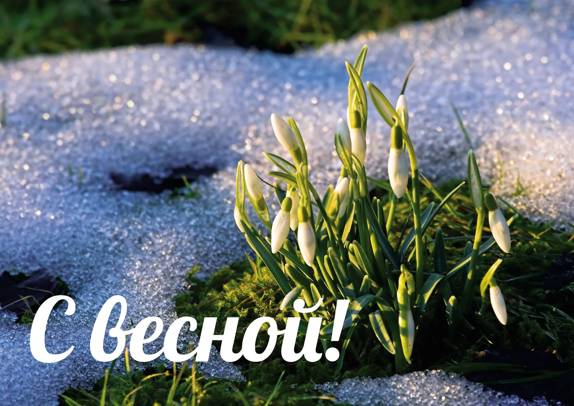 С весной - 32 картинки