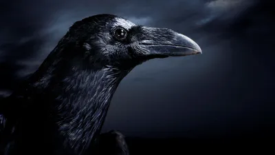 Черный ворон | Crow, Black crow, Black bird картинки