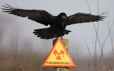 Скачать обои ворон, знак, столбик бесплатно для рабочего стола в разрешении  1920x1200 — картинка №247074 картинки