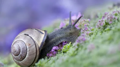 Обои Улитка, забавные животные, фиолетовый, Snail, funny animals, purple,  Животные #4550 картинки