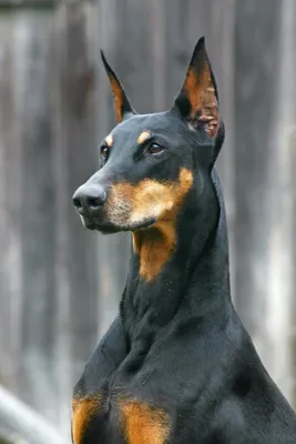 стоячие уши Добермана | Doberman pinscher dog, Doberman pinscher, Doberman  dogs картинки