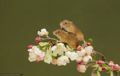 Скачать обои Harvest Mouse, Мышь-малютка, мышки, парочка бесплатно для  рабочего стола в разрешении 2048x1301 — картинка №628091 картинки