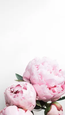 Peonies iPhone wallpaper | Pink wallpaper backgrounds, Pink wallpaper  iphone, Peony wallpaper картинки