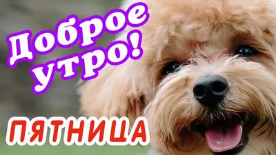 ПЯТНИЦА 🌞 ДОБРОГО УТРА / ДОБРОЕ УТРО / С ДОБРЫМ УТРОМ / ДОБРОГО УТРА  ЛЮБИМОЙ / ДОБРОЕ УТРО КАРТИНКИ - YouTube картинки