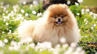 Шпиц (33 фото) | Cute pomeranian, Dog wallpaper, Pomeranian dog картинки