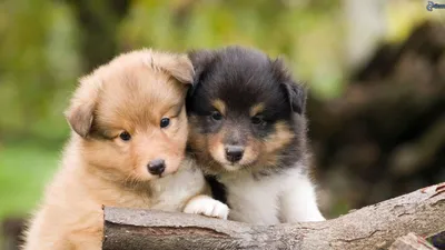 Фото щенков | Sheltie puppy, Pomsky puppies, Cute puppy wallpaper картинки