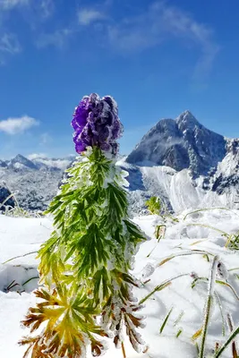 40 фотографий зимних природных произведений искусства картинки